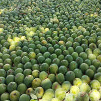 Gopalvog Mango from Rajshahi