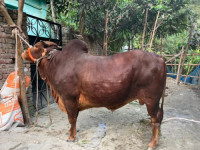 Sahiwal Cow 320Kg