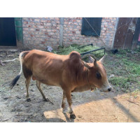 Pure Desi Cow