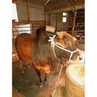 Sahiwal Cow 700Kg