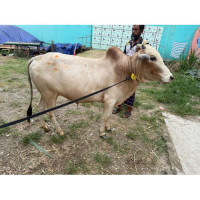 Desi Cow 230Kg