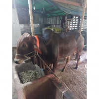 Deshi Cow 430Kg