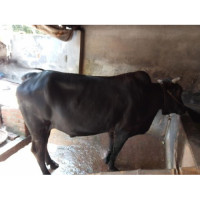 Pure Desi Cow 120Kg