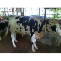 Holstein Friesian Bull 320Kg