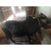 Deshal Breed Bull 180Kg