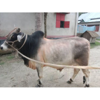 Desi Breed Large Bull 320Kg